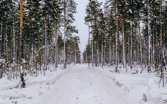 Long road covered with snow in pine forest