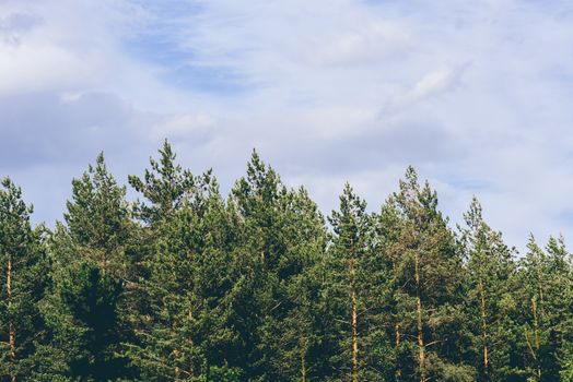 Pine tree tops against a overcast sky