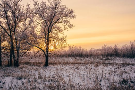 Winter sunset in forest. Tree back-lit with sunlight