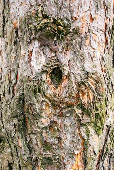 Background of pine tree bark. Copy spase