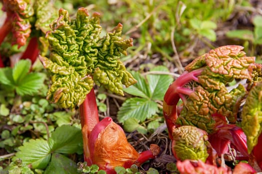 The growing shoot of young rhubarb is wrinkled and bright in spring.