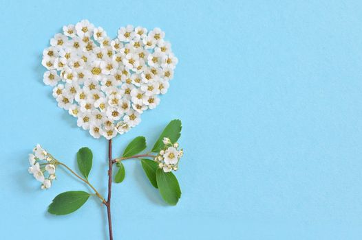 Concept of A White Spiraea Flowering in heart shape