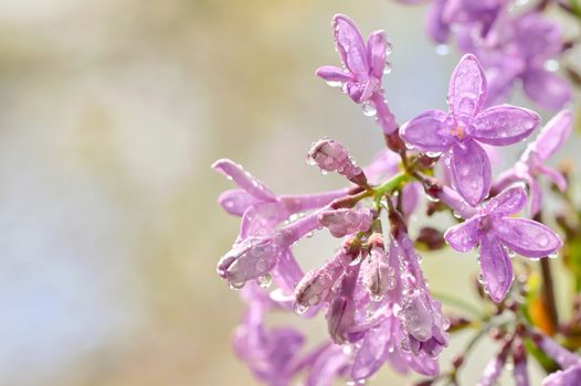 Macro of spring lilac flowers and water drops