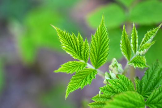 Colorful fresh raspberry green leaf in natural background