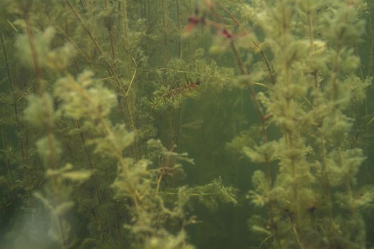 Forest of fresh water algea in green tinted water