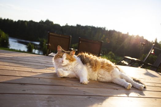 calico cat, sunbathing on a wood patio deck at sunrise