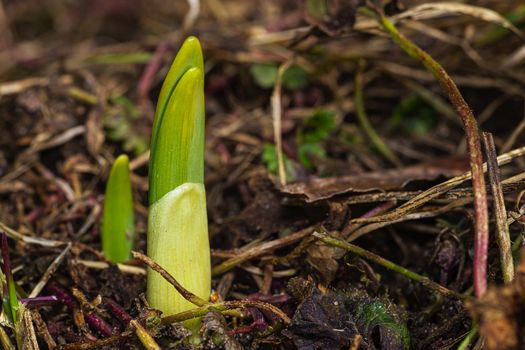 fresh daffodil sprout coming out of the earth
