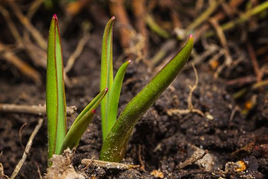 two tulip sprout coming out of the earth