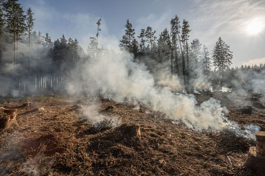 Big field with smoke after wildfire. All grass and trees are burnt after forest fire