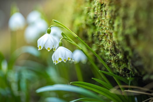 Leucojum vernum or spring snowflake - blooming white flowers in early spring in the forest, closeup