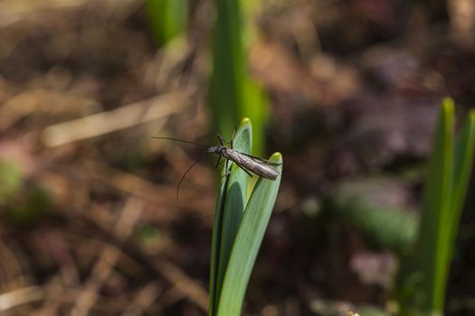 single spring stoneflies on the tip of a sprout