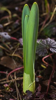 single daffodil sprout coming out of the ground