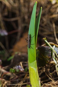 single spring stoneflies on the side of a daffodils sprout