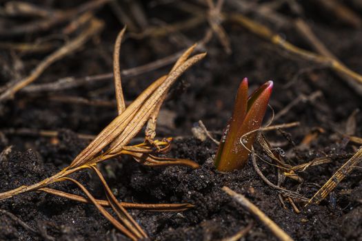 red tip of a tulip sprout coming out of the ground
