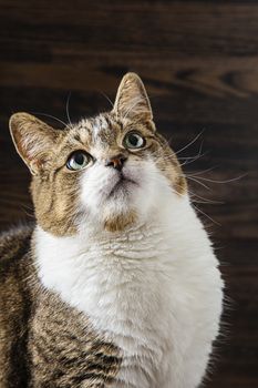 Portrait of a cat, with crossed eye, against a dark wood background