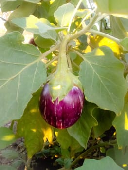 Brinjal plant image in farm.