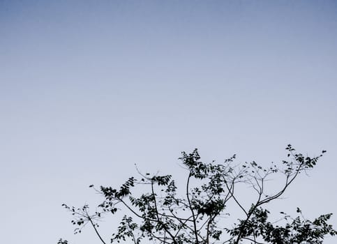 Silhouette of trees and pale sky in the gloomy day