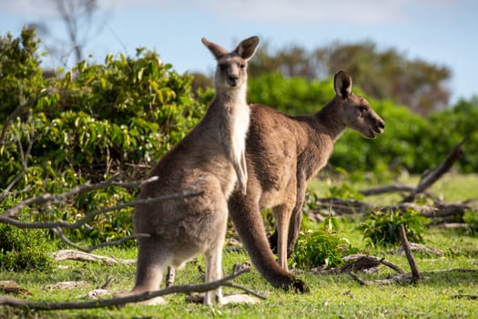 Two wild kangaroos in a bush land setting