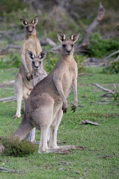 Three curious kangaroos alerted by sounds in the bushland of the beautiful coastal area of south coast of New South Wales Australia