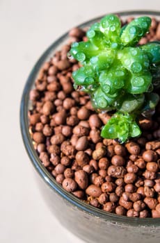 Succulent plant corsican stonecrop, anacamp, freshness leaves of Anacamp seros grow in the glass pot