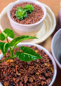 Syngonium wendlandii growing in the small ceramic pot, houseplant for room decoration