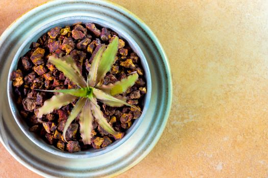 Orthophytum bromeliad growing in the small ceramic pot, houseplant for room decoration