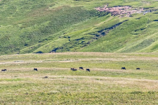 Black wildebeest, Connochaetes gnou, grazing in a grass field in Golden Gate