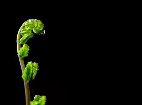 Freshness Green leaf of Fern on black background