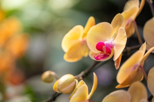 Beautiful blooming orchids in forest, On the bright sunshine