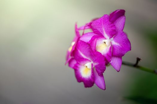 Beautiful blooming orchids in forest, On the bright sunshine