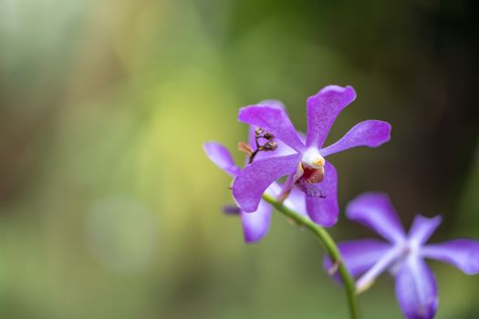 Beautiful blooming orchids in forest, On the bright sunshine