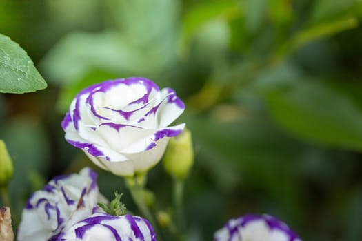 The background image of the colorful flowers, background nature