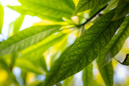 Close Up green leaf under sunlight in the garden. Natural background with copy space.