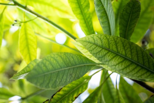 Close Up green leaf under sunlight in the garden. Natural background with copy space.