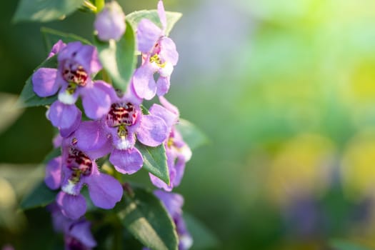 The background image of the colorful flowers, background nature