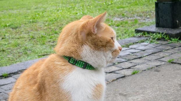 The close up of beautiful yellow cat sit on garden ground.