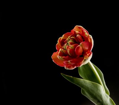 red double tulip on black background