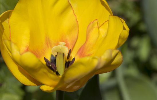 Stamens of a yellow Tulip, tulipa