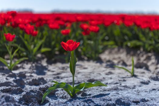 one red single tulip in front of big red tulip field in holland at the keukenhof