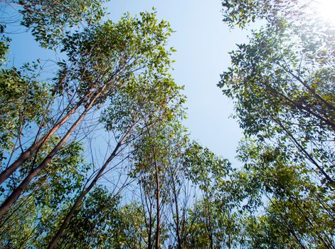 A Low Vantage Point to the sunlight sifting through the  leaves of eucalyptus trees , Looking up to the sky