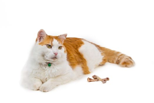 A well-fed and contented cat lies and next to it two gnawed chicken bones