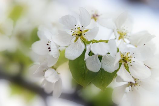 Background of Apple tree branches with white flowers on a spring day.