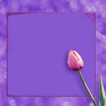 Beautiful pink tulips on a lilac background of a postcard. Spring time and mood.