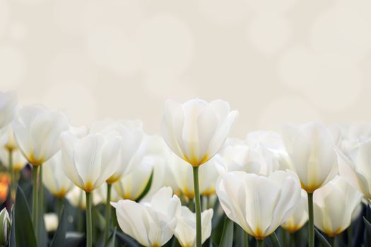 Fresh colorful tulips in warm sunlight. Beautiful white tulips flowerbed closeup. Flower background. Summer garden landscape design.