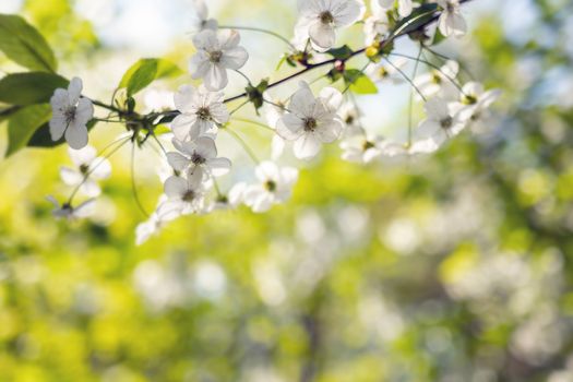 Background of Apple tree branches with white flowers on a spring day.