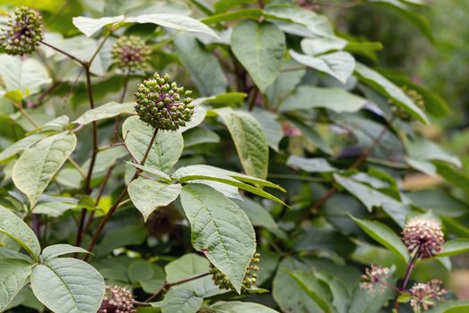 Close-up of green leaves with space copying, can be used as a natural green background, ecology concept