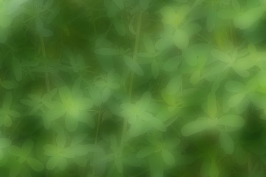 Blurred green background of fresh leaves, can be used as a natural green background, ecology concept