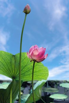 A pink Lotus flower growing in a pond against a clear blue sky on a Sunny day.