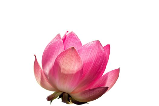 Pink Lotus flower isolated on white background.