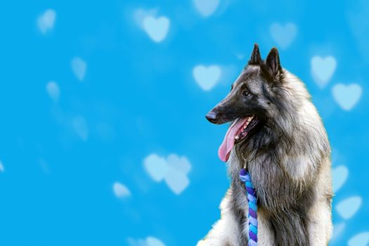 The Belgian shepherd or Tervuren sits and watches intently. Blue background with bokeh with hearts. Copy space for your text